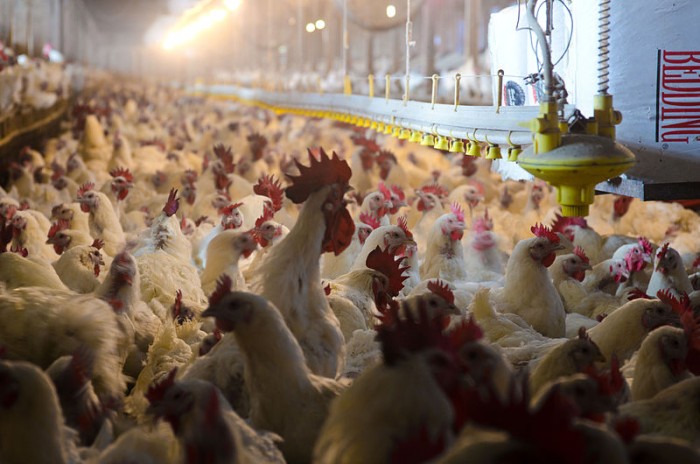 Chicken Processing - Photo by Lance Cheung