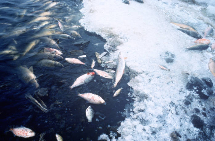 Fish Deaths - Public Domain