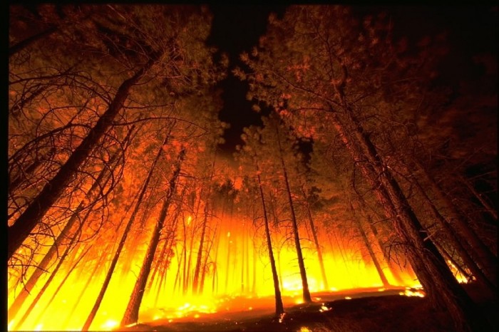 Wildfire In A Forest - Public Domain
