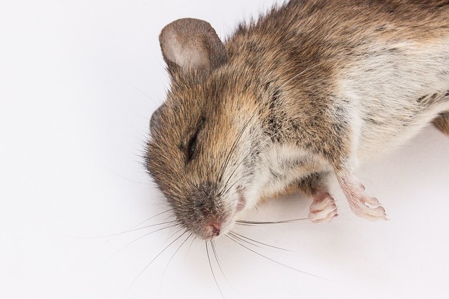 mouse-public-domain